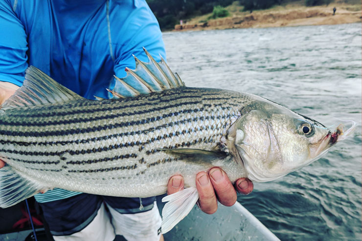 Striped Bass from the American River