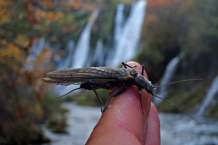 Giant stoneflies are abundant on Burney Creek