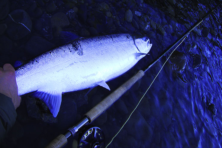 A coastal steelhead caught on a spey rod