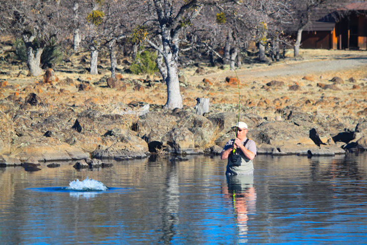 An angler playing a large rainbow trout in the lower pond