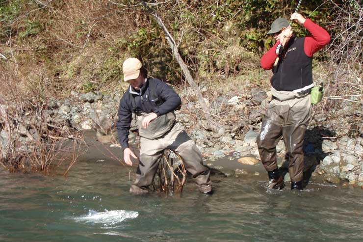 Guide Gino Bernero landing a big coastal steelhead.