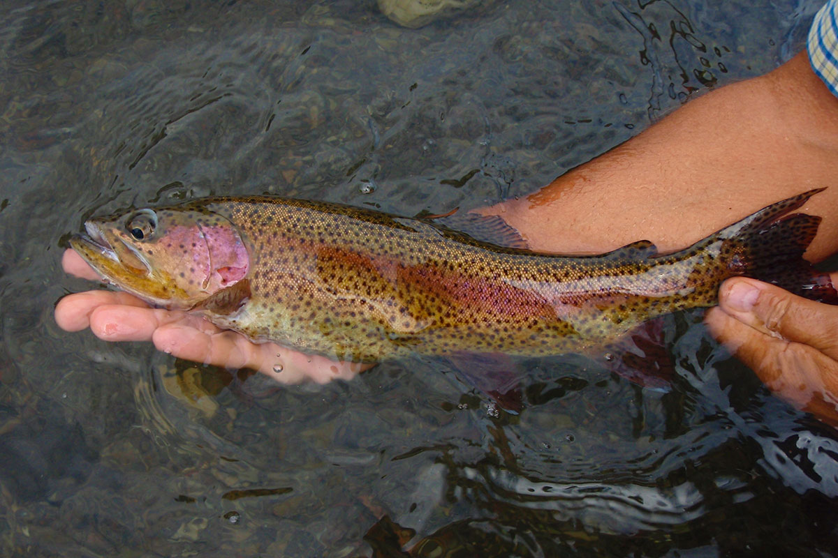 Hat Creek Guided Fly Fishing Trips