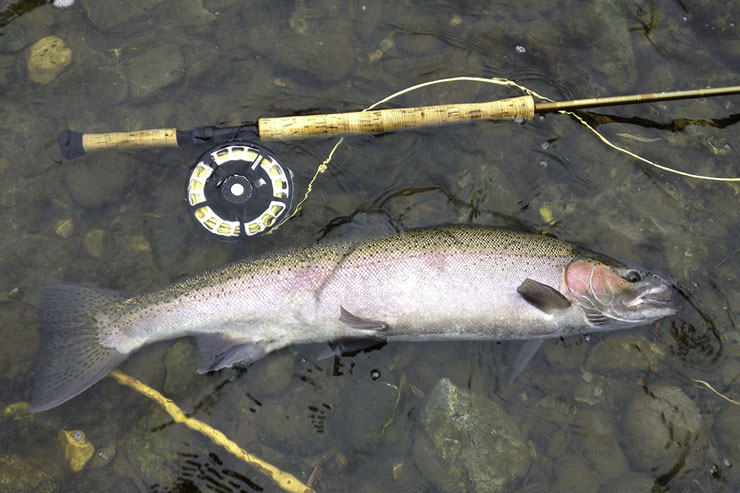 A large steelhead from the Lower Klamath River