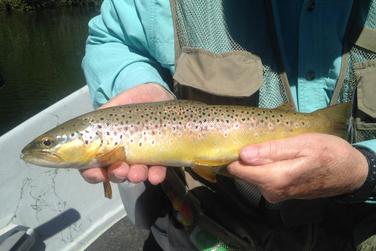 Manzanita Lake has both rainbows and brown trout