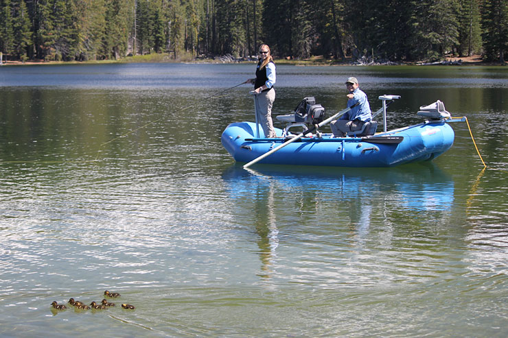 A family of ducklings on Manzanita Lake