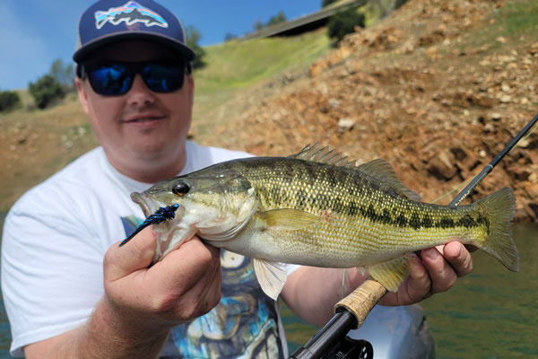 Spotted bass are abundant in Lake Oroville