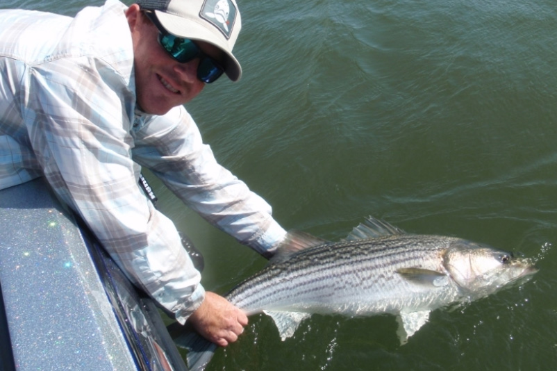 DELTA STRIPERS ON GLIDES  NOW! 