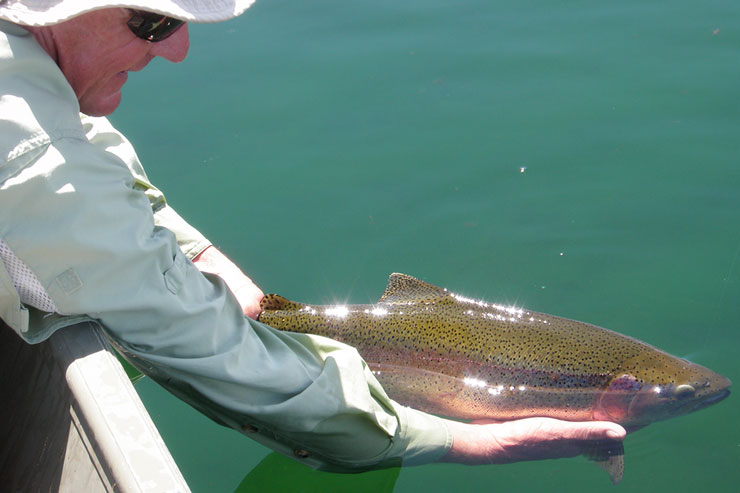 An angler releases a huge rainbow trout on Fall River