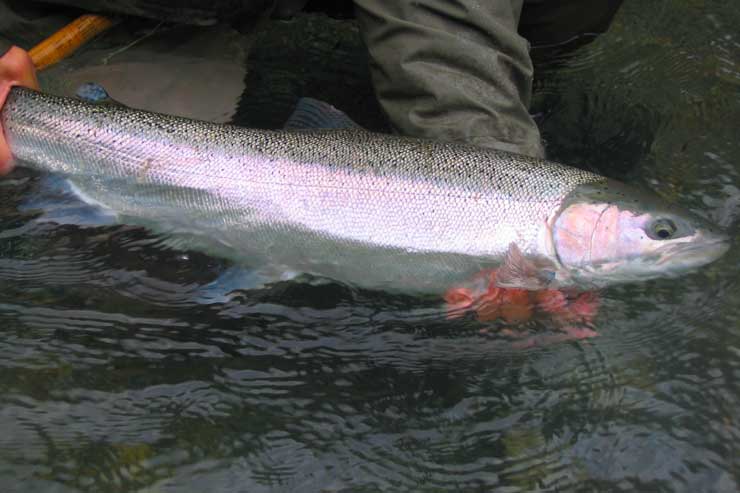 A wild steelhead from a coastal Oregon stream.