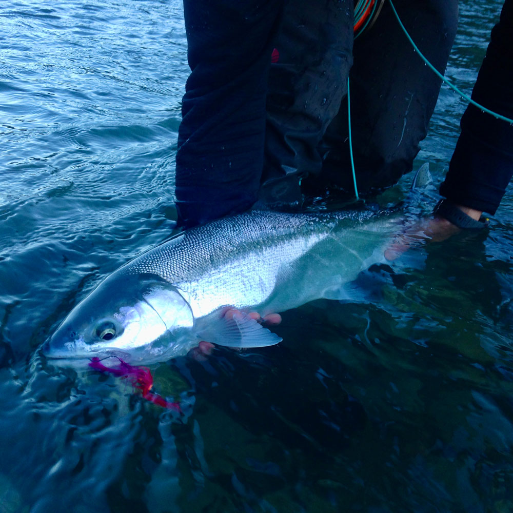 A large winter steelhead